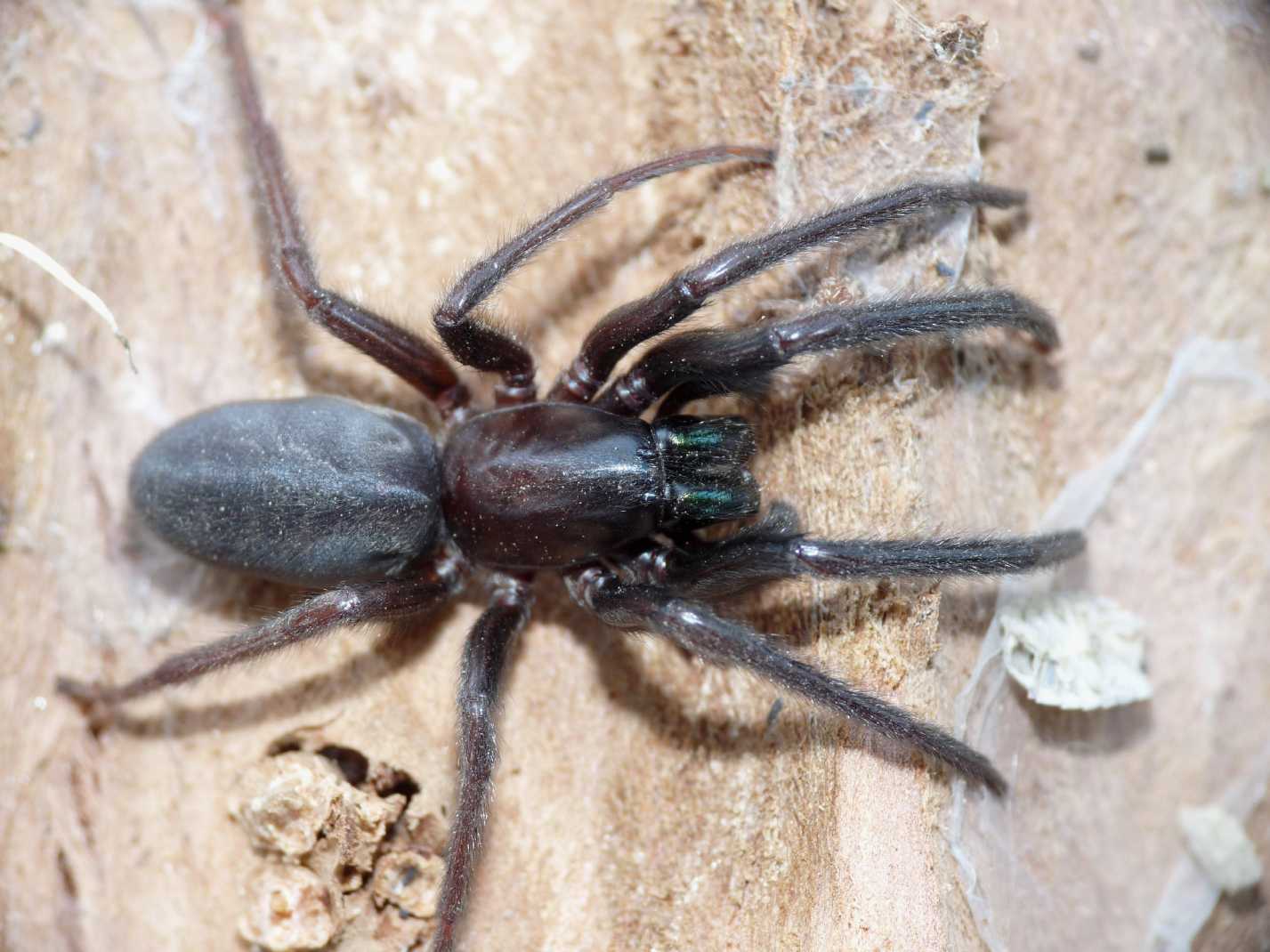 Exuvia di Segestria florentina